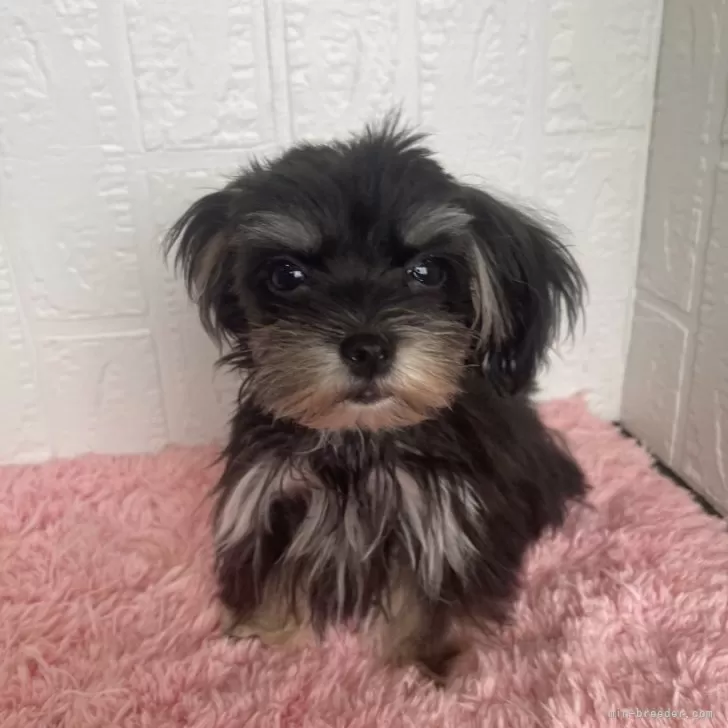 ID:2508-07343の子犬