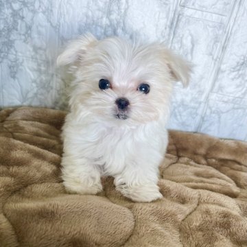 マルチーズ【北海道・女の子・2025年8月29日・ホワイト】の写真「極小サイズのマルチーズ4頭兄妹❣️」