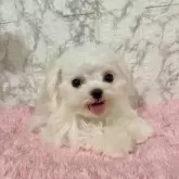 マルチーズ