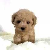 タイニープードル