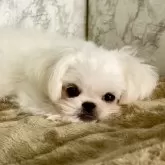 ミックス(マルチーズ×ペキニーズ)【北海道・男の子・2025年4月23日・ホワイト】の写真4