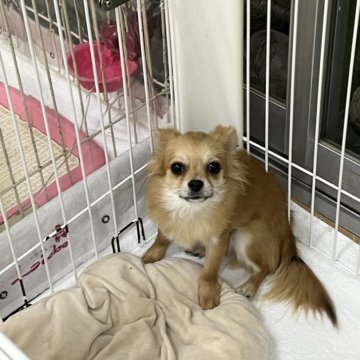 チワワ(ロング)【愛知県・男の子・2024年7月12日・フォーン】の写真「お顔も可愛く　とても愛想もよい元気なこです。」