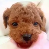 タイニープードル