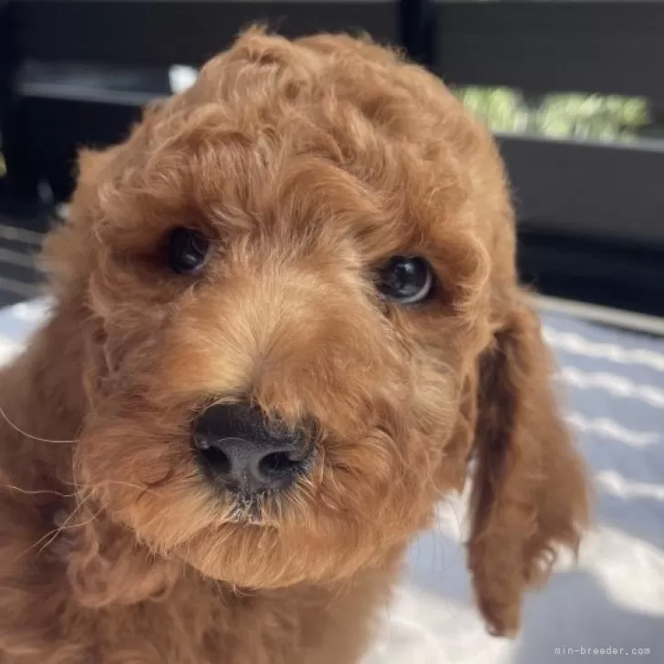 ID：2506-08484の子犬