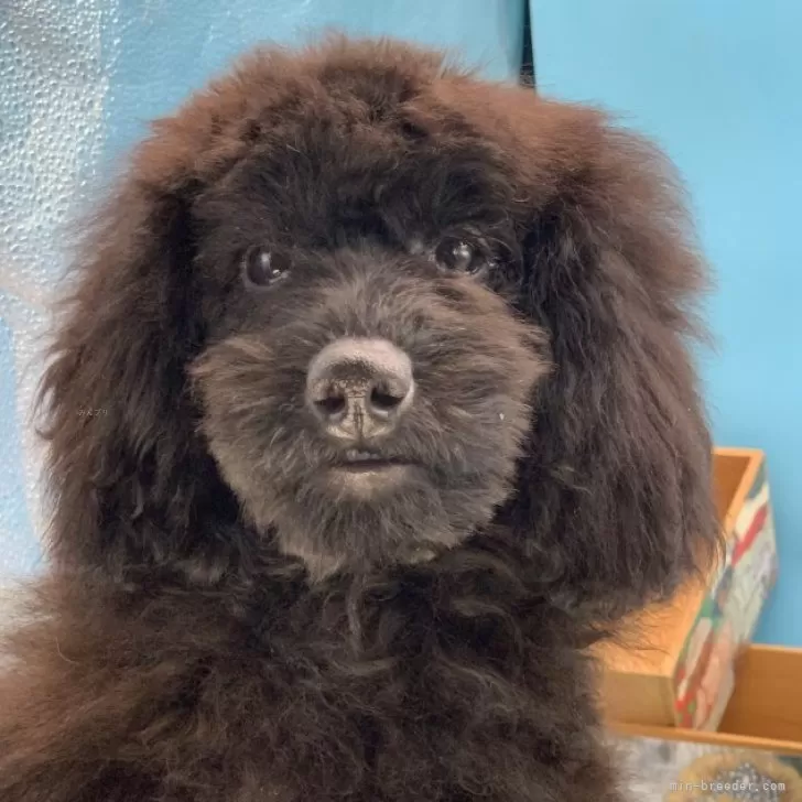 ID:2409-07215の子犬