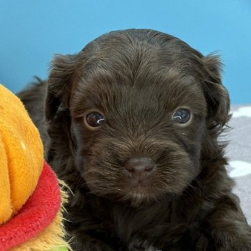 ボロンカツヴェトナ【長野県・男の子・2025年9月28日・ブラウン】の写真「ブラウンの毛艶がビロードのように艶やかな抱き犬」