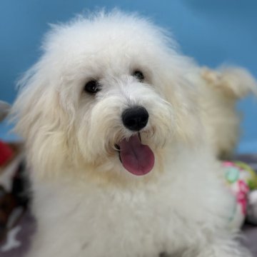 ミニチュアプードル【長野県・女の子・2025年4月16日・ホワイト】の写真「おっとりマイペースな女の子」