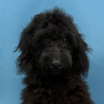 ミニチュアプードル【長野県・男の子・2025年4月16日・ブラック】の写真「元気ハツラツキュートな男の子」