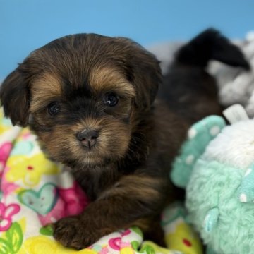 ハバニーズ【長野県・女の子・2025年10月2日・ブラウン・ブラックアンドホワイトマーキング】の写真「明るい性格聞き分けの良い女の子」