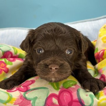 ボロンカツヴェトナ【長野県・男の子・2025年9月28日・ブラウン】の写真「ブラウンの毛艶がビロードのように艶やかな抱き犬」