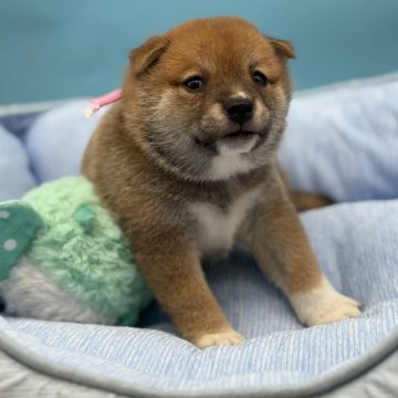柴犬(豆柴)【長野県・男の子・2025年7月26日・あか】の写真「まんまるムチムチのかわいい子　ピンクちやん」