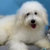 ミニチュアプードル