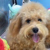 ミディアムプードル