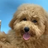 ミディアムプードル