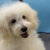 ミニチュアプードル