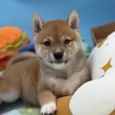 豆柴