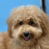 ミディアムプードル