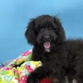 ミディアムプードル【長野県・男の子・2025年7月14日・ブラック】の写真3