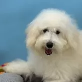 ミニチュアプードル【長野県・女の子・2025年4月16日・ホワイト】の写真5