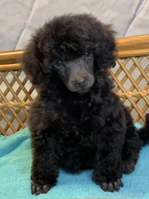 ID:2003-03161の子犬