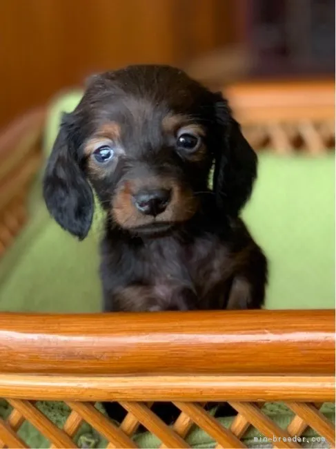 ID:1902-02800の子犬