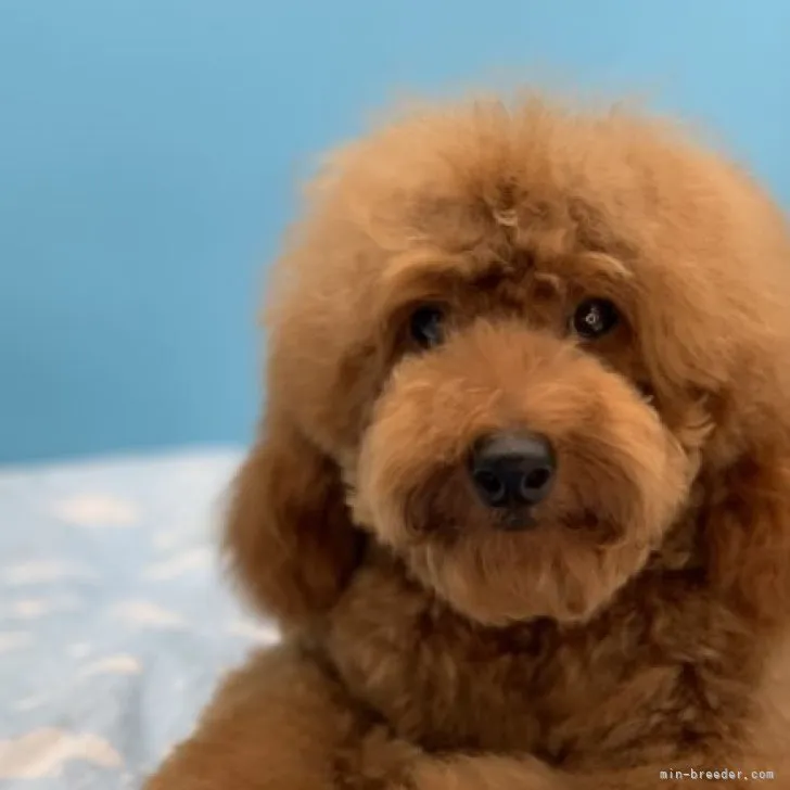 ミニチュアプードル【長野県・男の子・2023年2月2日・レッドフォーン】の写真1「落ち着いた雰囲気の子です。」