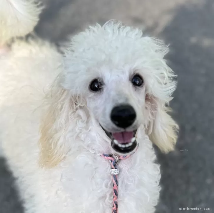 ID:2404-03337の子犬