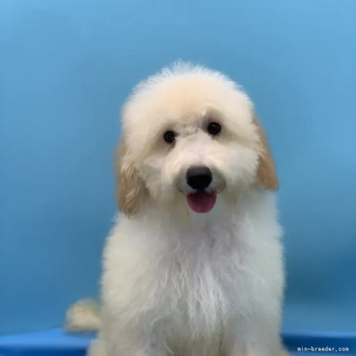 ID：2308-03803の子犬