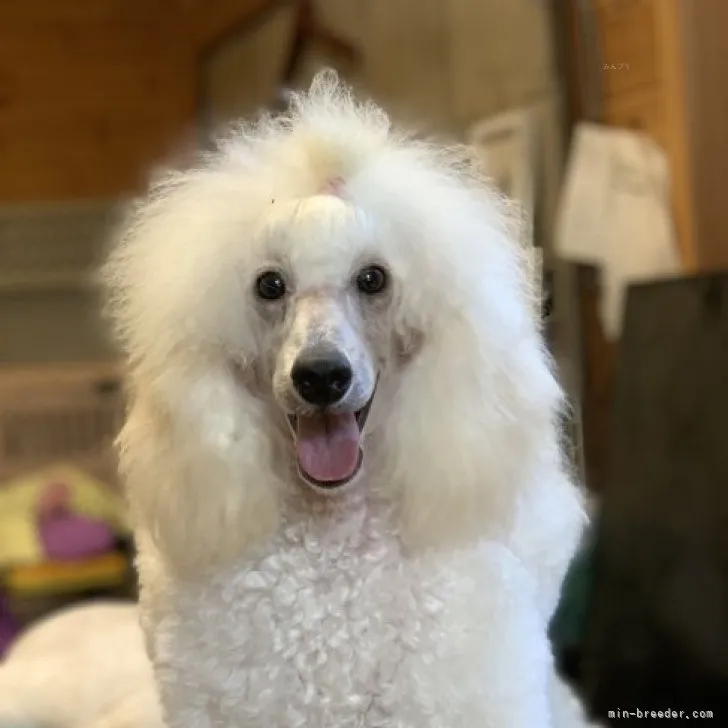 ID:2310-01520の子犬