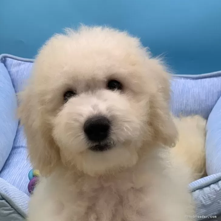 ID:2410-05100の子犬