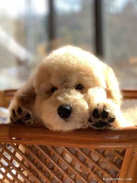 ID:1912-01968の子犬