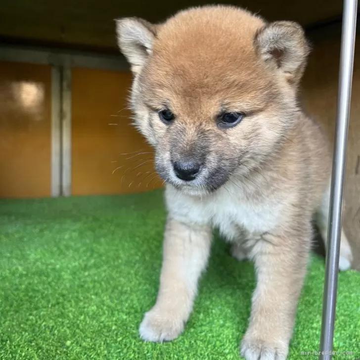 ID:2504-00031の子犬