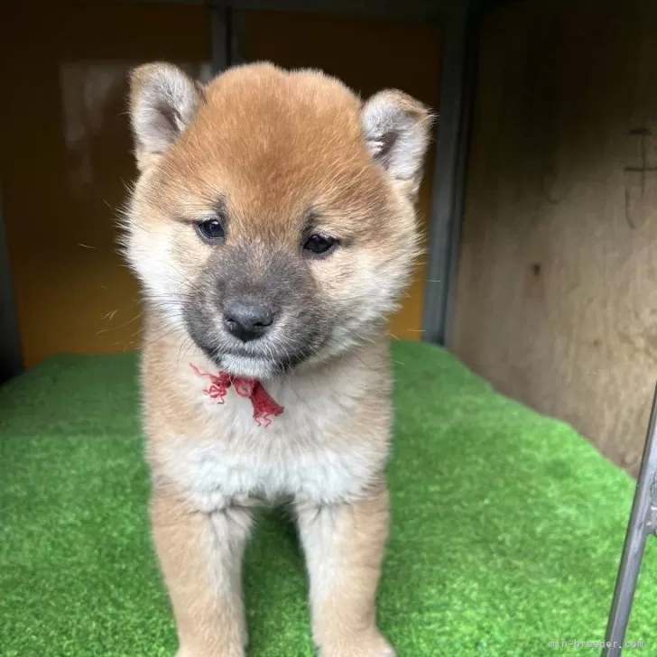 ID:2502-05335の子犬