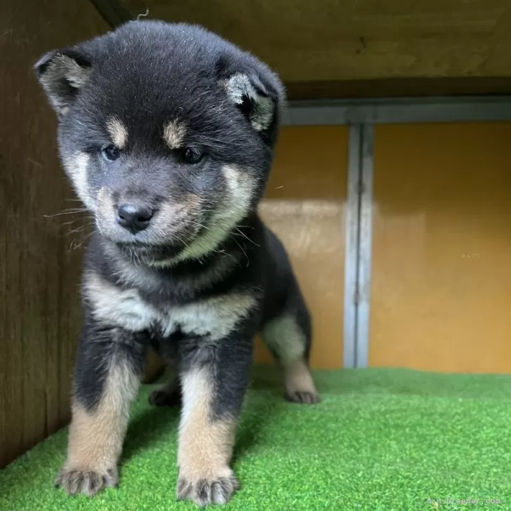 ID:2504-03563の子犬
