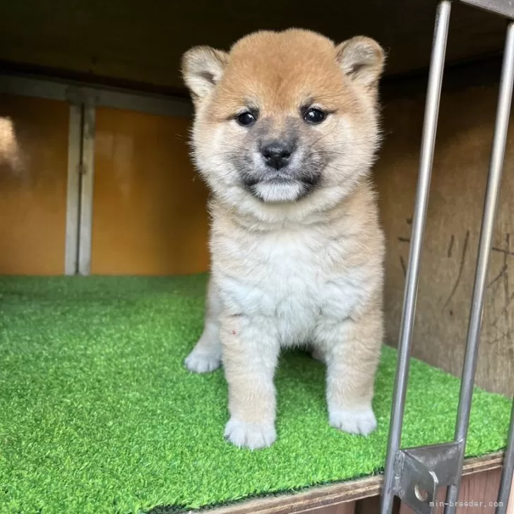 ID:2504-00024の子犬