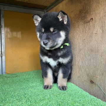 柴犬(標準サイズ)【愛知県・男の子・2025年1月27日・黒色】の写真「凛々しく、愛くるしく元気はつらつ！」