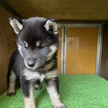 柴犬(標準サイズ)【愛知県・男の子・2025年3月15日・黒色】の写真「おっとりしたやさしい子です。」
