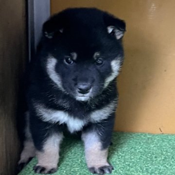 柴犬(標準サイズ)【愛知県・男の子・2025年1月27日・黒色】の写真「元気ハツラツ」