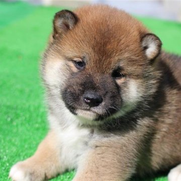 柴犬(標準サイズ)【愛知県・男の子・2025年1月19日・赤色】の写真「ワクチン・マイクロチップ接種済　3/7」