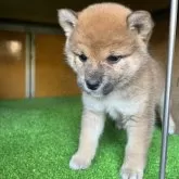 柴犬(標準サイズ)【愛知県・女の子・2025年2月28日・赤色】の写真1「生後　43日目　」