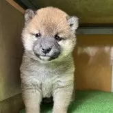柴犬(標準サイズ)【愛知県・女の子・2025年3月15日・赤色】の写真1「生後38日目」