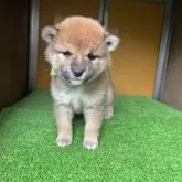 柴犬(標準サイズ)【愛知県・女の子・2025年2月28日・赤色】の写真6「生後　37日目　」