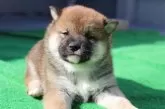 柴犬(標準サイズ)【愛知県・男の子・2025年1月19日・赤色】の写真2「今日で33日目」