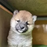 柴犬(標準サイズ)【愛知県・女の子・2025年3月15日・赤色】の写真2「生後38日目」