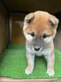 柴犬(標準サイズ)【愛知県・女の子・2025年1月19日・赤色】の写真6「生後55日目」