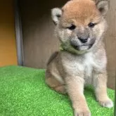 柴犬(標準サイズ)【愛知県・女の子・2025年2月28日・赤色】の写真8「生後　37日目」