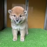 柴犬(標準サイズ)【愛知県・女の子・2025年2月28日・赤色】の写真9「生後　37日目　」