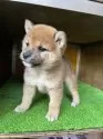 柴犬(標準サイズ)【愛知県・女の子・2025年2月28日・赤色】の写真2「生後　43日目」