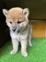 柴犬(標準サイズ)【愛知県・女の子・2025年2月28日・赤色】の写真3「生後　43日目」