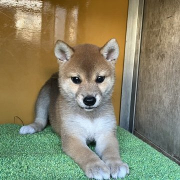 柴犬(標準サイズ)【愛知県・女の子・2024年7月15日・赤色】の写真「元気はつらつ軽快で人なつこく呼んだらすぐきます」